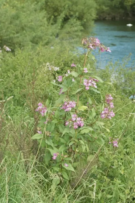 Framed Print : Himalayan balsam plants invading banks of River Wye, UK Framed Print : Himalayan balsam plants invading banks of River Wye, UK