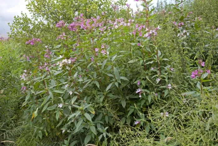 Framed Print : Himalayan balsam plants - invading banks of River Wye - Hoarwithy - UK Framed Print : Himalayan balsam plants - invading banks of River Wye - Hoarwithy - UK