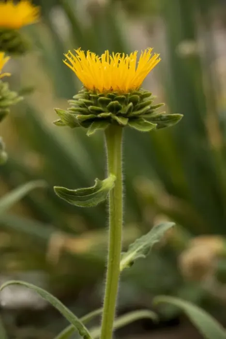 Framed Print : Himalayan Elecampane (Inula royleana); garden plant, from the Himalayas Framed Print : Himalayan Elecampane (Inula royleana); garden plant, from the Himalayas