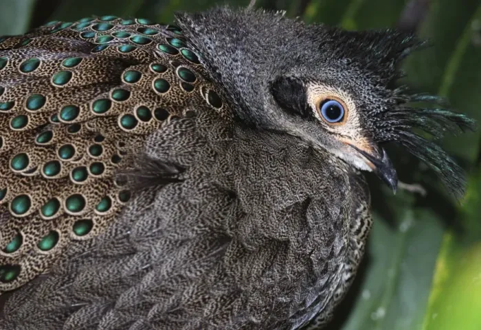Framed Print : Himalayan Grey Peacock Pheasant Framed Print : Himalayan Grey Peacock Pheasant