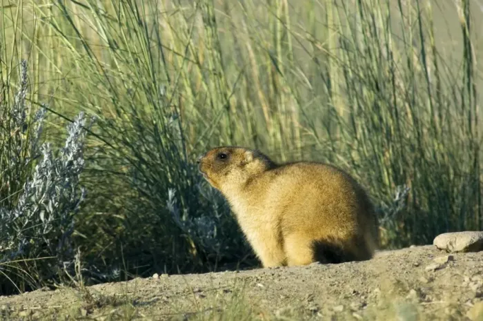 Framed Print : Himalayan Marmot - adult, ready for hibernation - observe surroundings for danger and catches the morning sun near a burrow - surrounded by typical steppe grasses - common in steppes of Orenburg region - South Russia - early morning - July - bare Framed Print : Himalayan Marmot - adult, ready for hibernation - observe surroundings for danger and catches the morning sun near a burrow - surrounded by typical steppe grasses - common in steppes of Orenburg region - South Russia - early morning - July - bare