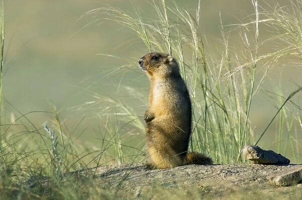 Himalayan Marmot - adult - observes and sniffs surroundings for a potential danger near a burrow - stands upright for an elevated point of view - uses his tale as support - surrounded by typical steppe grasses - common in steppes of Orenburg region
