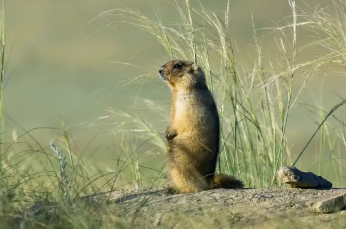 Framed Print : Himalayan Marmot - adult - observes and sniffs surroundings for a potential danger near a burrow - stands upright for an elevated point of view - uses his tale as support - surrounded by typical steppe grasses - common in steppes of Orenburg region Framed Print : Himalayan Marmot - adult - observes and sniffs surroundings for a potential danger near a burrow - stands upright for an elevated point of view - uses his tale as support - surrounded by typical steppe grasses - common in steppes of Orenburg region