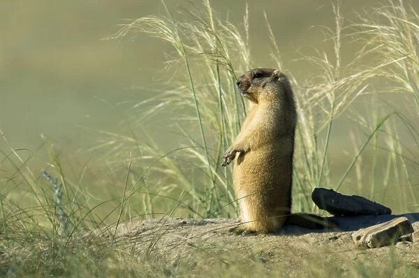 Himalayan Marmot - adult - observes surroundings for a potential danger near a burrow - warms up in the morning sun - stands upright for an elevated point of view - surrounded by typical steppe grasses - common in steppes of Orenburg region - South