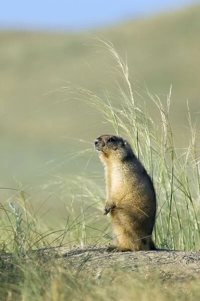 Himalayan Marmot - adult - observes surroundings for a potential danger near a burrow - stands upright for an elevated point of view - uses his tale as support - surrounded by typical steppe grasses - common in steppes of Orenburg region - South