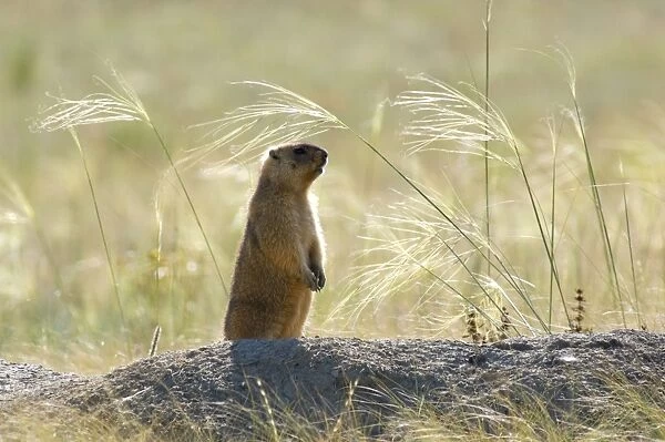Himalayan Marmot - adult - observes surroundings for a potential danger near a burrow - stands upright for an elevated point of view - surrounded by typical steppe grasses - common in steppes of Orenburg region - South Russia - morning - July - bare