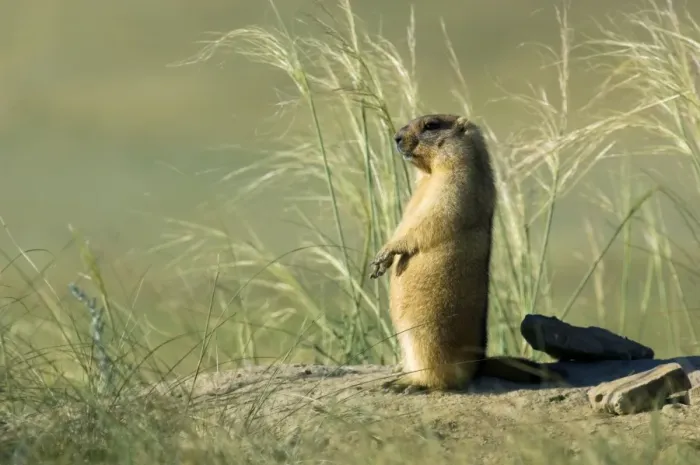 Framed Print : Himalayan Marmot - adult - observes surroundings for a potential danger near a burrow - warms up in the morning sun - stands upright for an elevated point of view - surrounded by typical steppe grasses - common in steppes of Orenburg region - South Framed Print : Himalayan Marmot - adult - observes surroundings for a potential danger near a burrow - warms up in the morning sun - stands upright for an elevated point of view - surrounded by typical steppe grasses - common in steppes of Orenburg region - South
