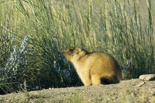 Himalayan Marmot - adult, ready for hibernation - observe surroundings for danger and catches the morning sun near a burrow - surrounded by typical steppe grasses - common in steppes of Orenburg region - South Russia - early morning - July - bare