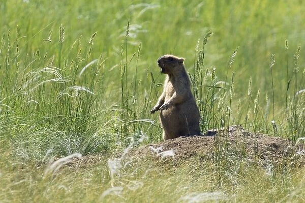 Himalayan Marmot - adult - whistles warning others - typical posture - near a burrow in steppe - observes an intruder from a distance - round shape is due to active feeding
