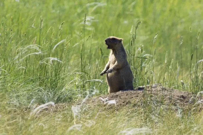 Framed Print : Himalayan Marmot - adult - whistles warning others - typical posture - near a burrow in steppe - observes an intruder from a distance - round shape is due to active feeding Framed Print : Himalayan Marmot - adult - whistles warning others - typical posture - near a burrow in steppe - observes an intruder from a distance - round shape is due to active feeding