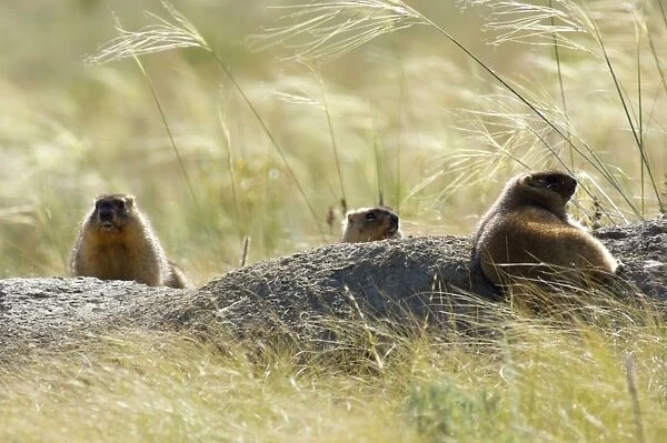 Himalayan Marmot - three adults - fat and ready for hibernation - basking in the sun - one lies on warm soil dug out during borrow enlargement - other observe surroundings for danger - surrounded by typical steppe grasses - common in steppes of