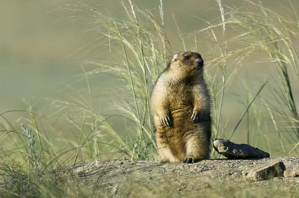 Himalayan Marmot - fat adult - observes and sniffs surroundings for a potential danger near a burrow - stands upright for an elevated point of view - surrounded by typical steppe grasses - common in steppes of Orenburg region - South Russia