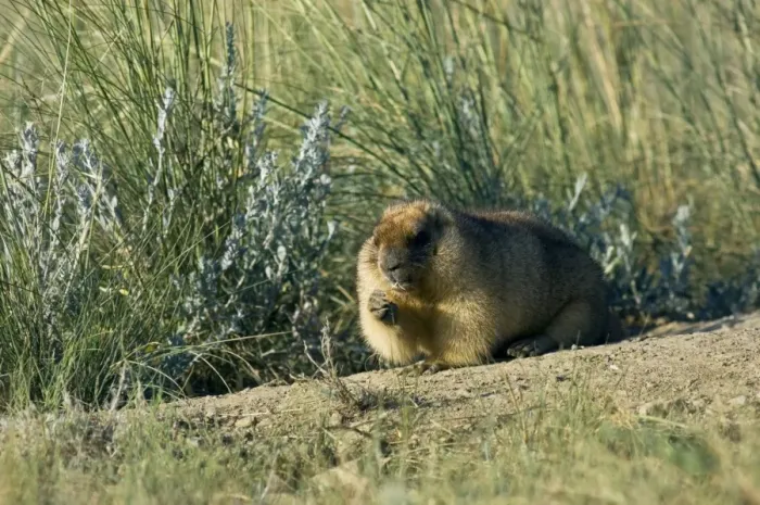 Framed Print : Himalayan Marmot - fat adult - ready for hibernation - feeds on grasses near a burrow - uses his tale as support - surrounded by typical steppe grasses - common in steppes of Orenburg region - South Russia - morning - July - bare soil near burrow Framed Print : Himalayan Marmot - fat adult - ready for hibernation - feeds on grasses near a burrow - uses his tale as support - surrounded by typical steppe grasses - common in steppes of Orenburg region - South Russia - morning - July - bare soil near burrow