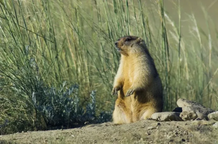 Framed Print : Himalayan Marmot - fat adult - ready for hibernation - observes and sniffs surroundings for a potential danger - stands upright for an elevated point of view - next to the borrow on the left - warms himself up in the sun after a night in a cold Framed Print : Himalayan Marmot - fat adult - ready for hibernation - observes and sniffs surroundings for a potential danger - stands upright for an elevated point of view - next to the borrow on the left - warms himself up in the sun after a night in a cold