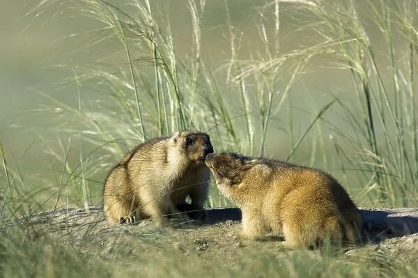 Himalayan Marmot - pair of adults - fattened and ready for hibernation - rare act of affection - sniffing each other - surrounded by typical steppe grasses - common in steppes of Orenburg region - South Russia - morning - July - bare soil near