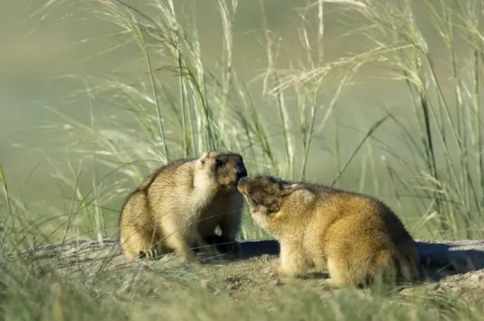 Framed Print : Himalayan Marmot - pair of adults - fattened and ready for hibernation - rare act of affection - sniffing each other - surrounded by typical steppe grasses - common in steppes of Orenburg region - South Russia - morning - July - bare soil near Framed Print : Himalayan Marmot - pair of adults - fattened and ready for hibernation - rare act of affection - sniffing each other - surrounded by typical steppe grasses - common in steppes of Orenburg region - South Russia - morning - July - bare soil near