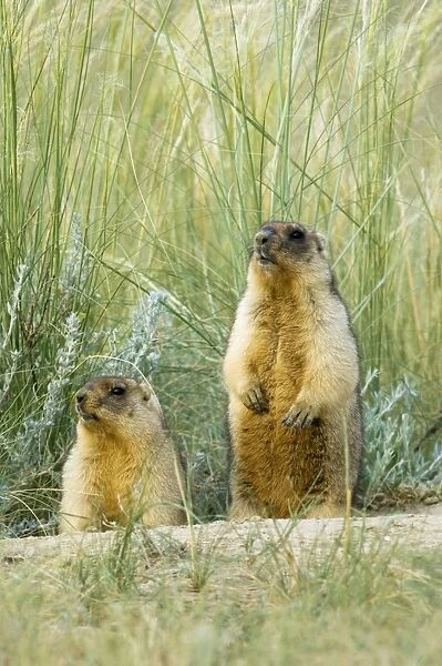 Himalayan Marmot - a pair of fat adults, ready for hibernation - typical posture - near a burrow in steppe - common in steppes of Orenburg region - South Russia - July - bare soil near burrow accumulates from digging