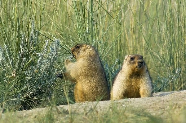 Himalayan Marmot - a pair of fat adults, ready for hibernation - one snacks with a shoot of a wormwood - near a burrow in steppe - common in steppes of Orenburg region - South Russia - July - bare soil near burrow accumulates from digging
