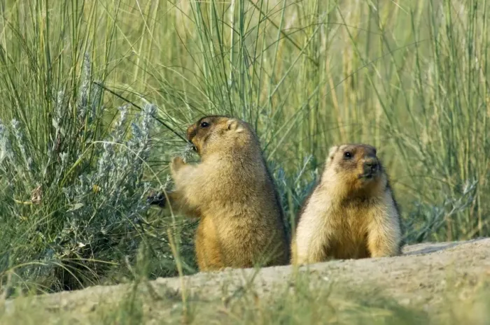 Framed Print : Himalayan Marmot - a pair of fat adults, ready for hibernation - one snacks with a shoot of a wormwood - near a burrow in steppe - common in steppes of Orenburg region - South Russia - July - bare soil near burrow accumulates from digging Framed Print : Himalayan Marmot - a pair of fat adults, ready for hibernation - one snacks with a shoot of a wormwood - near a burrow in steppe - common in steppes of Orenburg region - South Russia - July - bare soil near burrow accumulates from digging
