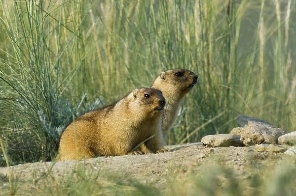 Himalayan Marmot - a pair of fat adults, ready for hibernation - observe surroundings for danger first after getting out from a burrow - surrounded by typical steppe grasses - common in steppes of Orenburg region - South Russia - early morning