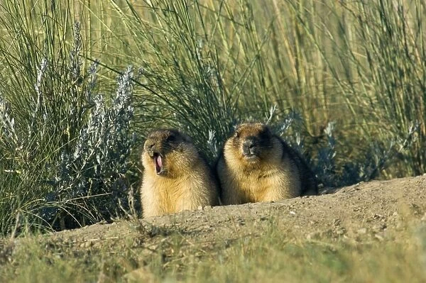 Himalayan Marmot - a pair of fat adults near a burrow - marmot on the left yawns after just coming out after night - catching the first sun - observe surroundings for danger - surrounded by typical steppe grasses - common in steppes of Orenburg