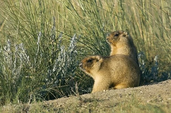 Himalayan Marmot - a pair of fat adults near a burrow - catching the first sun - observe surroundings for danger - surrounded by typical steppe grasses - common in steppes of Orenburg region - South Russia - early morning - July - bare soil near