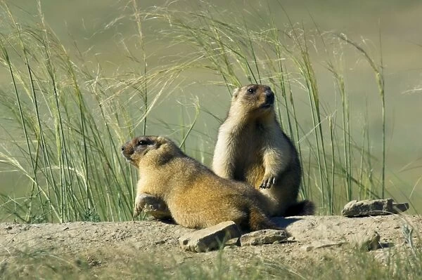 Himalayan Marmot - pair of fat adults - ready for hibernation - basking in the sun - one lies on warm stones dug out during borrow enlargement and left around the borrow - another observes surroundings for danger - surrounded by typical steppe