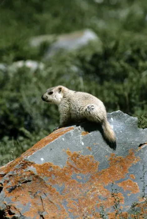 Framed Print : Himalayan Marmot - young - Ladakh India Framed Print : Himalayan Marmot - young - Ladakh India