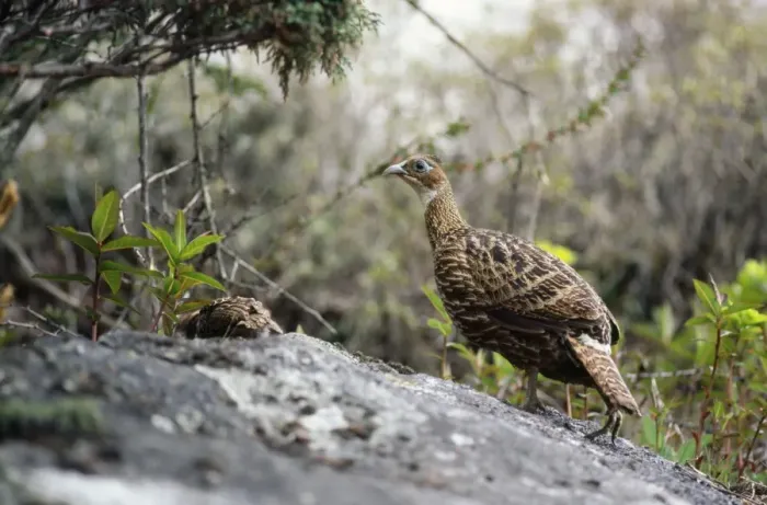 Framed Print : Himalayan Monal Pheasant - female with chick Sagarmatha National Park, Nepal Framed Print : Himalayan Monal Pheasant - female with chick Sagarmatha National Park, Nepal