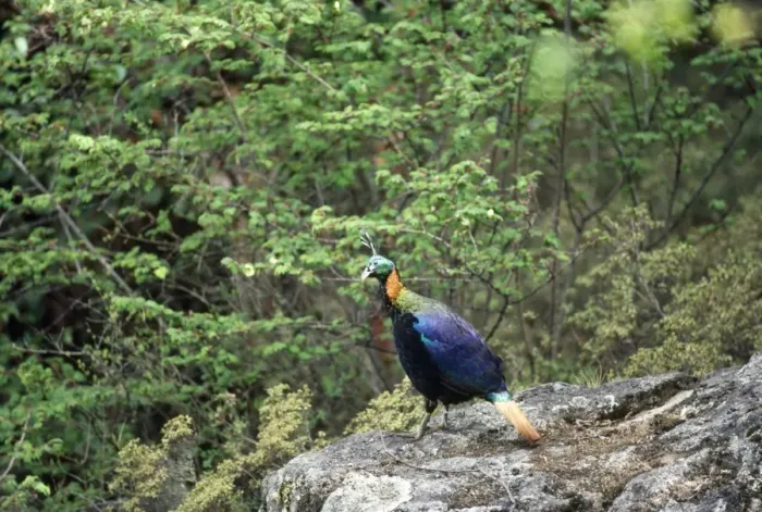 Framed Print : Himalayan Monal Pheasant - male Sagarmatha National Park Nepal Framed Print : Himalayan Monal Pheasant - male Sagarmatha National Park Nepal
