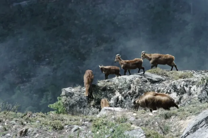 Framed Print : Himalayan Tahr - group on mountain slope Framed Print : Himalayan Tahr - group on mountain slope
