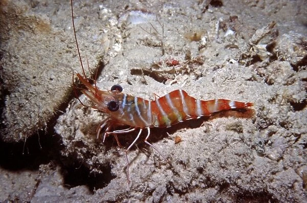 Hinge-beaked Prawn - Found in coral rubble at night. Komodo Island National Park, Indonesia