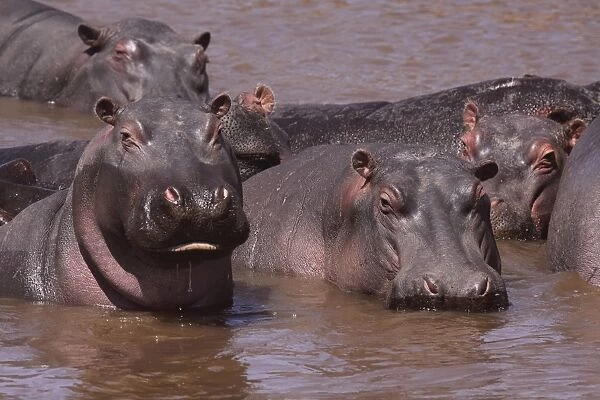 Hippo - herd in water pool - Maasai Mara - Kenya