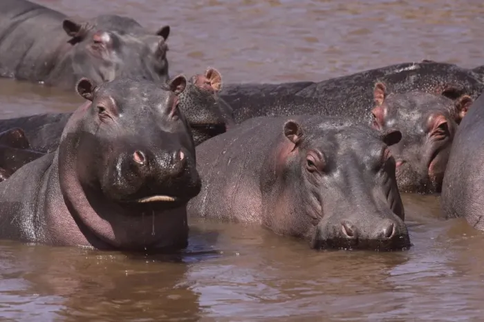 Framed Print : Hippo - herd in water pool - Maasai Mara - Kenya Framed Print : Hippo - herd in water pool - Maasai Mara - Kenya