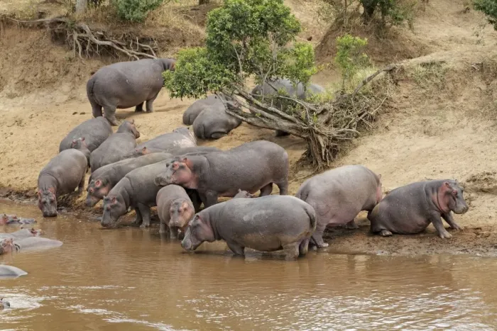 Framed Print : Hippo - herd by water pool - Maasai Mara - Kenya Framed Print : Hippo - herd by water pool - Maasai Mara - Kenya