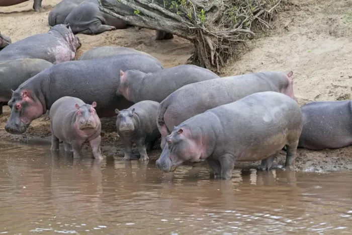 Framed Print : Hippo - herd by water pool - Maasai Mara - Kenya Framed Print : Hippo - herd by water pool - Maasai Mara - Kenya