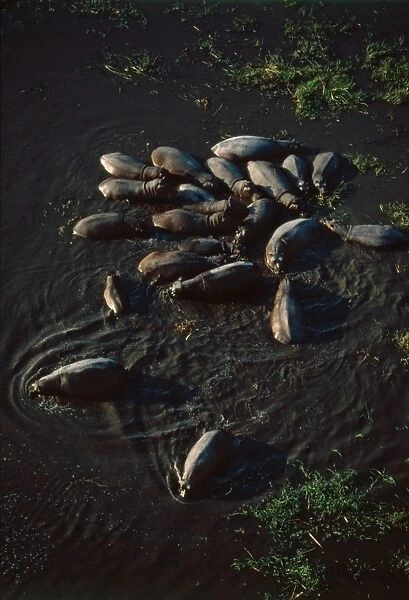 Hippo pod aerial - Hippo family groups, or pods, hold territories along African rivers and pools. Okavango, Botswana, Africa