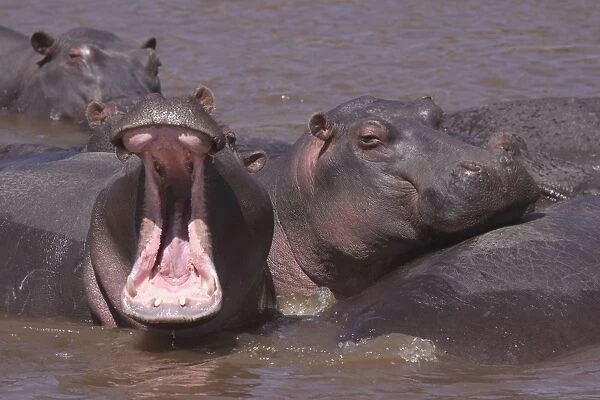 Hippo - in water pool - yawning - Maasai Mara - Kenya