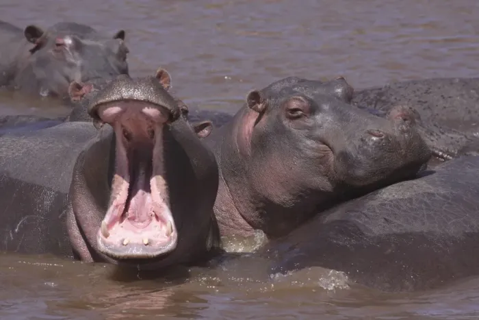 Framed Print : Hippo - in water pool - yawning - Maasai Mara - Kenya Framed Print : Hippo - in water pool - yawning - Maasai Mara - Kenya