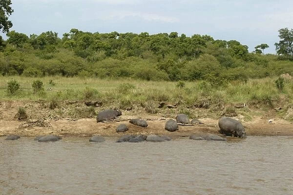 Hippopotamu - group by water. Maasai Mara - Kenya - Africa