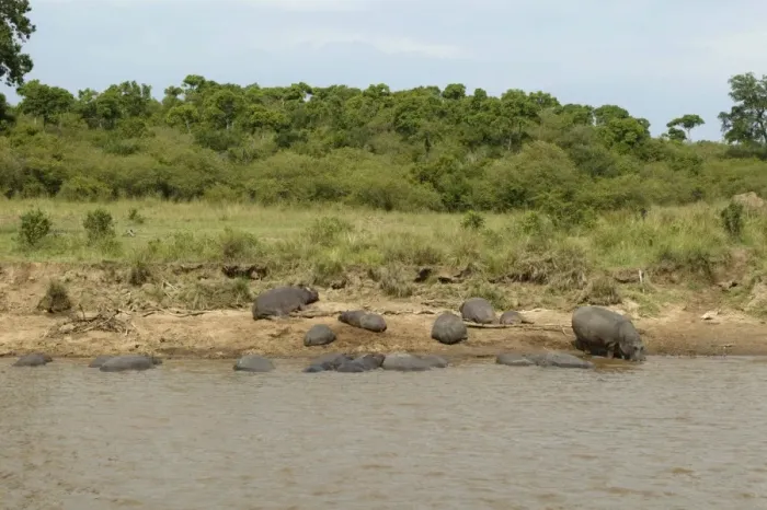 Framed Print : Hippopotamu - group by water. Maasai Mara - Kenya - Africa Framed Print : Hippopotamu - group by water. Maasai Mara - Kenya - Africa