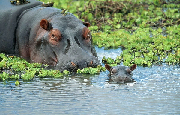 HIPPOPOTAMUS - adult and juvenile heads in weeds with young