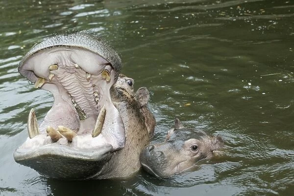 Hippopotamus - adult yawning, with baby in water