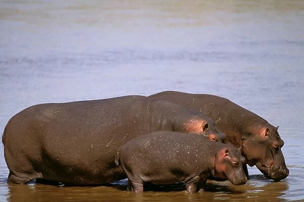 Hippopotamus - two adults and a young animal standing in water, Kenya JFL04584