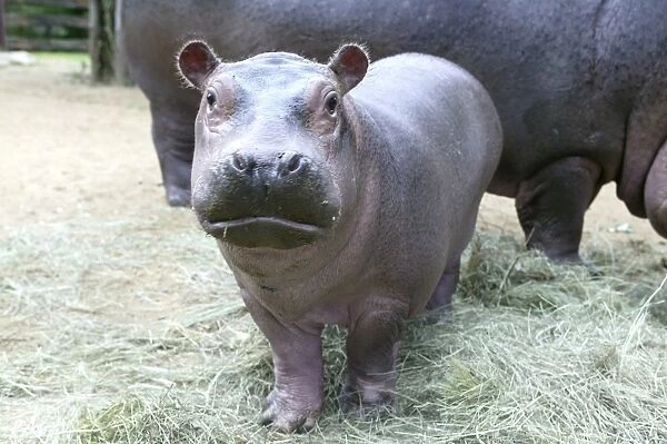 Hippopotamus - baby facing camera
