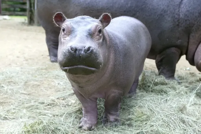 Framed Print : Hippopotamus - baby facing camera