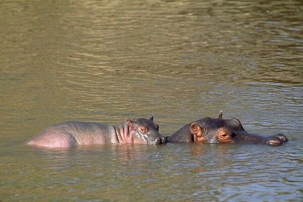 Hippopotamus - baby on mother's back - Maasai Mara Kenya Africa