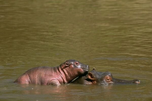 Hippopotamus - baby on mother's back in water - Masai Mara National Reserve - Kenya JFL14844