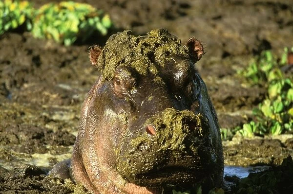 Hippopotamus - covered in weeds - Masai Mara National Reserve - Kenya JFL17277