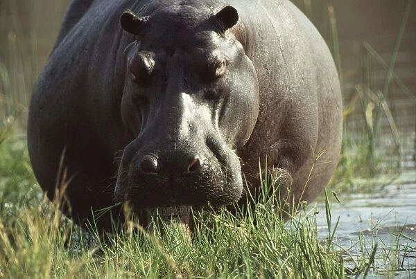 Hippopotamus CRH 319 Hippopotamus amphibius - Botswana © Chris Harvey ARDEA LONDON